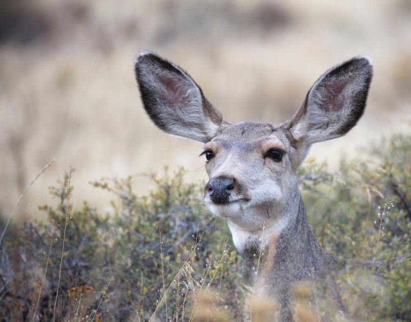 Mule Deer Idaho