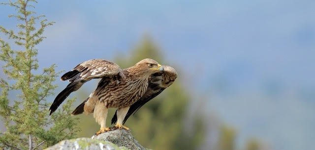 Spanish Imperial Eagle