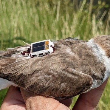 Solar GPS avian tag at 1.8g. Schedule setup and data download via BlueTooth on your phone (App required) over 5m  or via our Bluetooth Intelink Hub over 800m.  Data then transmitted  to the cloud server to be viewed online at your own dedicated web page.