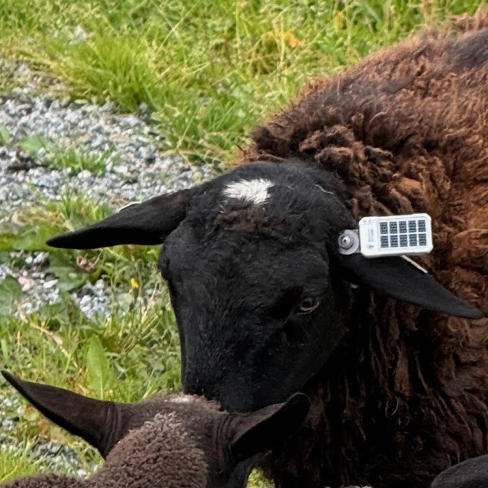 Solar GPS ear-tag with Satellite Phone Connectivity at only 22g.   Real time data availability and near worldwide coverage. Mortality and GeoFence come as standard.